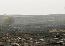 A small herd of deer at the Swanson Lakes Wildlife Area after wildfire burned the area in 2020.