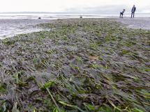 eelgrass visible at low tide