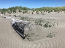 sand dunes with vegetation