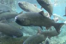 Underwater view of Chinook salmon swimming in a group