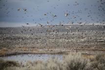 Waterfowl on the Columbia Basin Wildlife Area