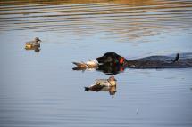 A dog retrieves a duck