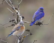Close up of a female and male western bluebird