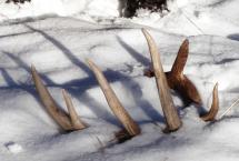 An antler in snow