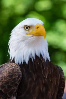 Close up of a bald eagle head