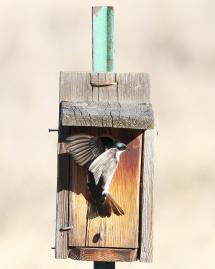 A tree swallow flying up to a bird box