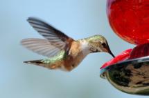 A hummingbird drinks out of a feeder
