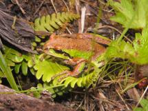 Close up of an adult Pacific treefrog with a light brown and green topside