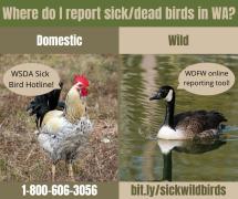 A graphic showing how to report sick birds