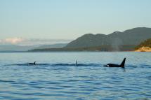 Orcas in San Juan Islands