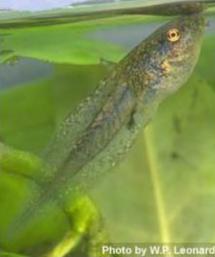 Underwater close up of a Pacific treefrog tadpole