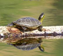 View of a painted turtle basking on a log in a pond 