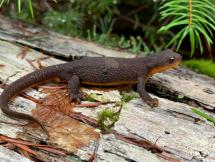 Close up of an adult rough-skinned newt on a log.
