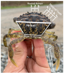European green crab identification graphic, 2022