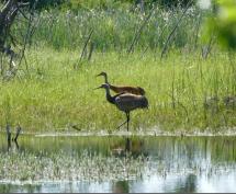 Pair of sandhill cranes from a distance