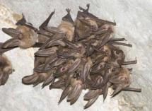Bats in a hibernacula