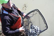 Cowlitz River smelt fishing  Washington Department of Fish & Wildlife