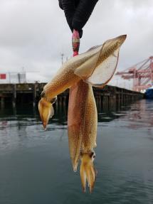 Squid jigging in Puget Sound