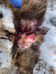 An infected cow elk