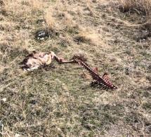 Skeletal remains of a deer on the ground