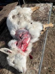 Deceased goat with neck exposed