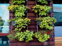 Vertical garden of potted plants.