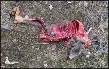 A deer carcass