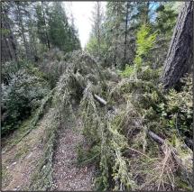 A fallen tree