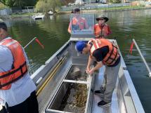 Volunteers net tiger muskie to release into a lake