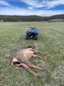 A dead elk near an ATV.