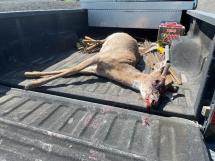A deceased deer in a bed truck