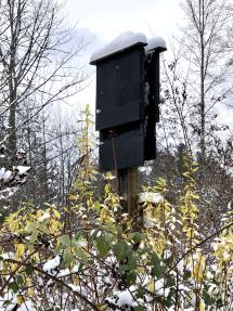 Bat House surrounded by brambles