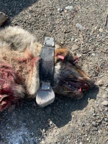 A deceased wolf with a collar.