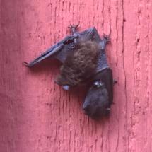 Yuma myotis mother bat and pup on a pink building