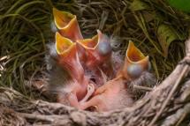 Four American robin nestlings call for food from their nest