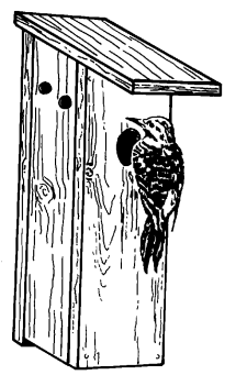 An illustration of a northern flicker on the front of a nest box