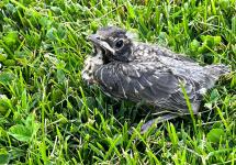 A fledgling robin sits in green grass