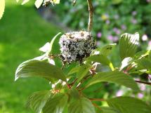 Tiny hummingbird nest seen in hedge