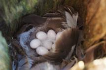 White eggs sit in a nest inside a nesting box