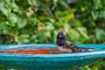 Spotted towhee looking at the camera from a teal ceramic bird bath