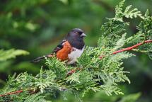 Spotted towhee in an evergreen tree
