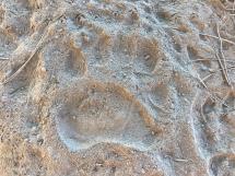 A bear paw print in sand