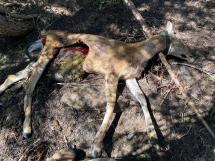The remains of a mule deer
