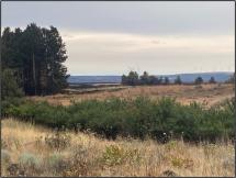 Mule deer #403 was found under these bushes, with the edge of the Newell Road fire in the near distance. 