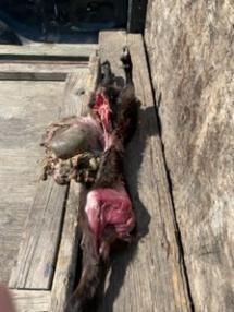 A goat killed by an unknown predator.