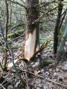 Bark scraped from the bottom of a tree by a bear