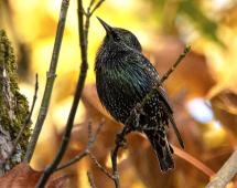 Autumn leaves and a starling