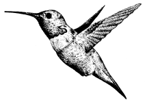 drawing of a hummingbird in flight