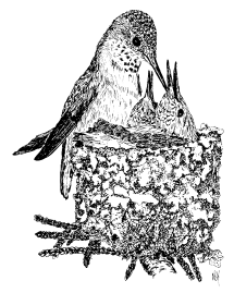 drawing of a hummingbird and nest
