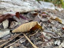 autumn leaf litter